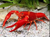 RED LOBSTER