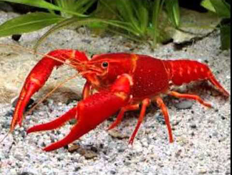 RED LOBSTER