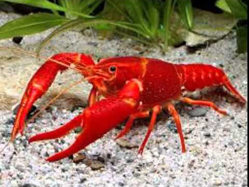 RED LOBSTER