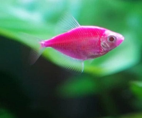 Red or Pink Widow Tetra