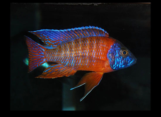 RED PEACOCK CICHLID