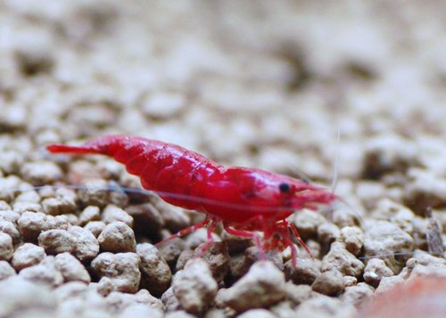 RED SHRIMP COMBO SET