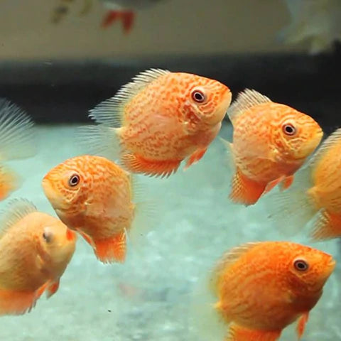 Red Spotted Severum 2" to 2.2 inch