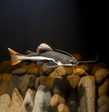 Red Tail Cat Fish