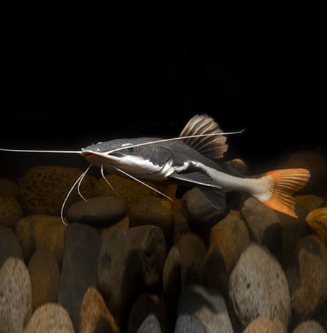 Red Tail Cat Fish