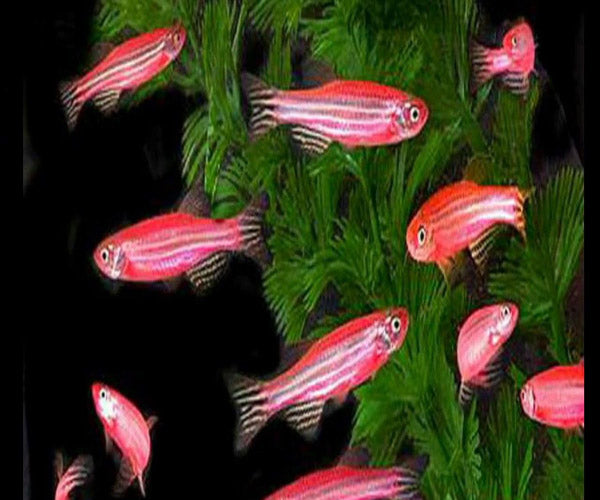 RED ZEBRA GLO FISH COMBO