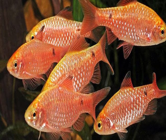 Rosi Barb