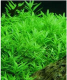 Rotala Green Mint
