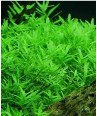 Rotala Green Mint
