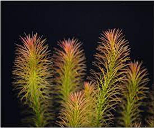 Rotala Wilichi Red
