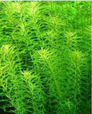 Rotala willichi Green