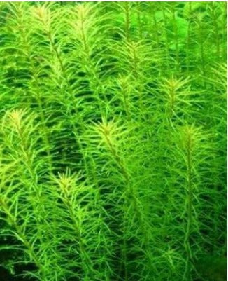 Rotala willichi Green