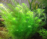 Rotala willichi Green
