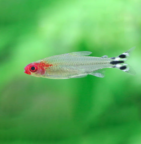 RUMMYNOSE TETRA