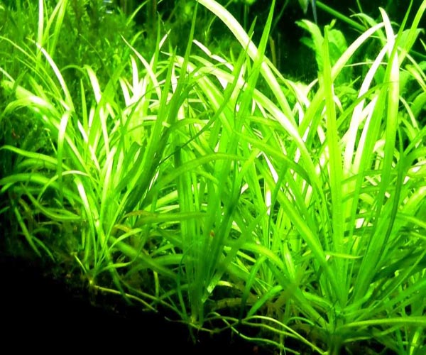 Sagittaria Sp