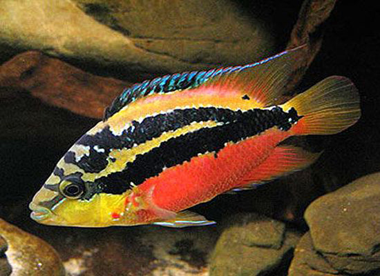 Salvani Cichlid
