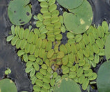 Salvinia Natans