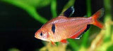 Serpae tetra