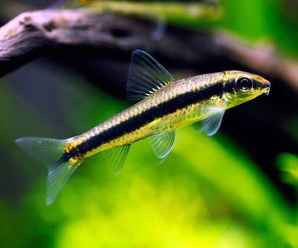 SIAMESE ALGAE EATER COMBO