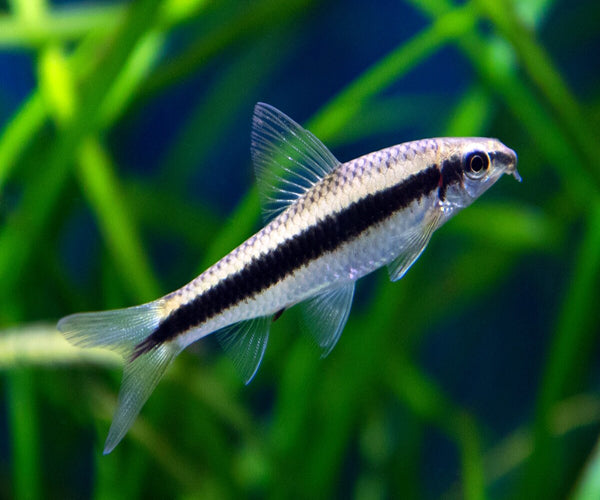 SIAMESE ALGAE EATERS