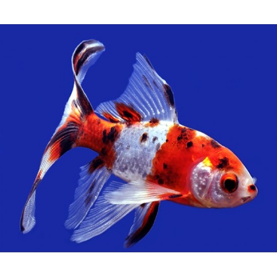 Sk Gold Fish