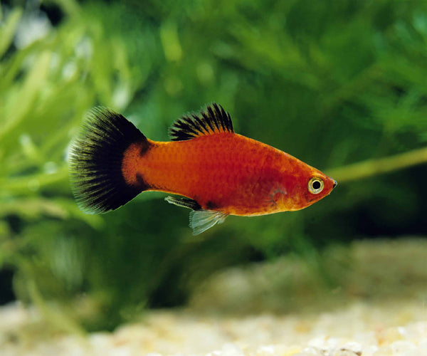 SOTHERN PLATY