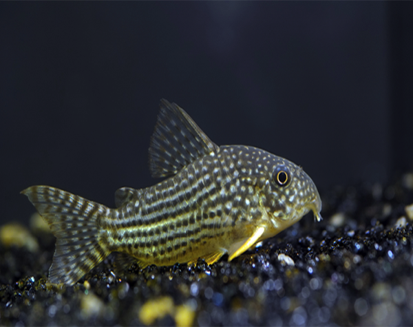 STERBAI CORYDORAS