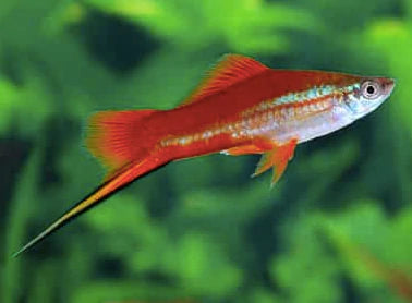 Sword Tail Platy