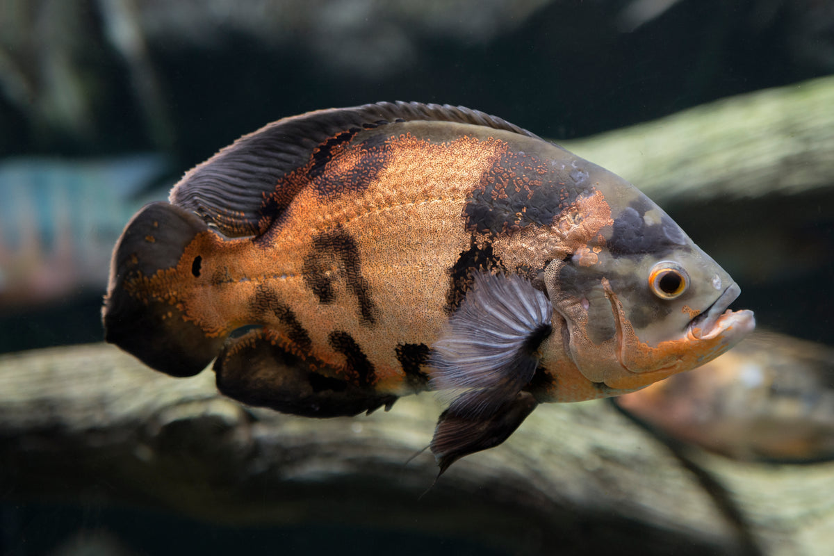 Tiger Albino Oscar Fish