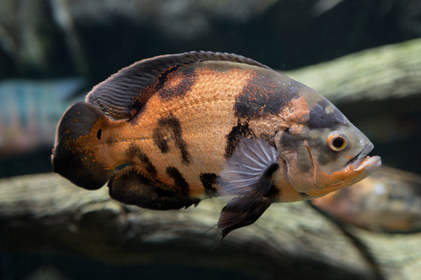 Tiger Albino Oscar Fish