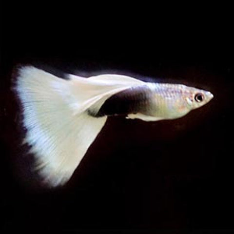 TUXEDO WHITE GUPPY