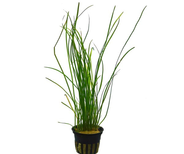 Vallisneria Nana