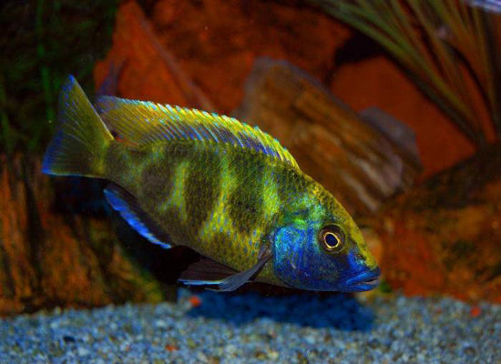 VENUS CICHLID