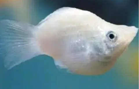 WHITE BALLOON MOLLY