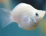 WHITE BALLOON MOLLY