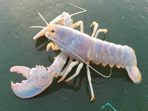 White Lobster