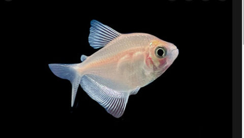 White widow Skirt Tetra