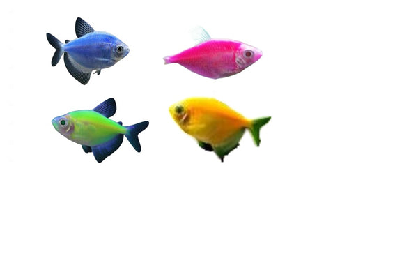 Widow Tetra Fish Combo Pack