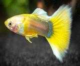 YELLOW GOLD TUXEDO GUPPY