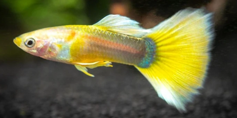 YELLOW GOLD TUXEDO GUPPY
