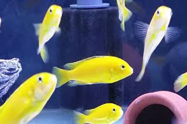 YELLOW MARF CICHLID