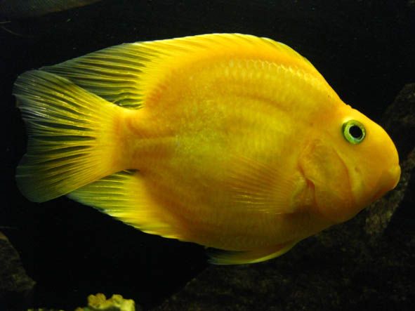 Yellow Parrot & Red Parrot Fish