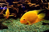 Yellow Parrot & Red Parrot Fish