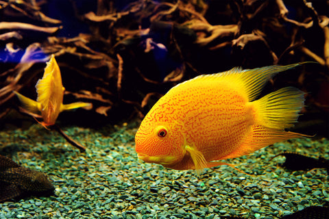 Yellow Parrot & Red Parrot Fish