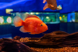 Yellow Parrot & Red Parrot Fish