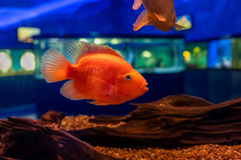 Yellow Parrot & Red Parrot Fish
