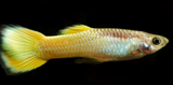 YELLOW PLATINUM GUPPY