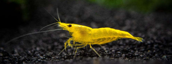 YELLOW SHRIMP COMBO