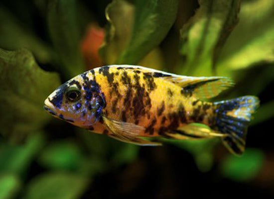 Yellowbird Peacock Cichlid